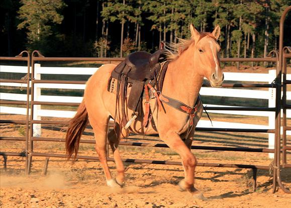 fantastic Ride and Drive Dun 7yrs old Quarter Horse Mare